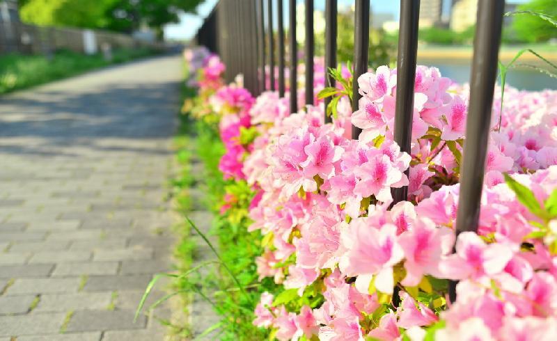 写真：千年プロムナード　つつじ