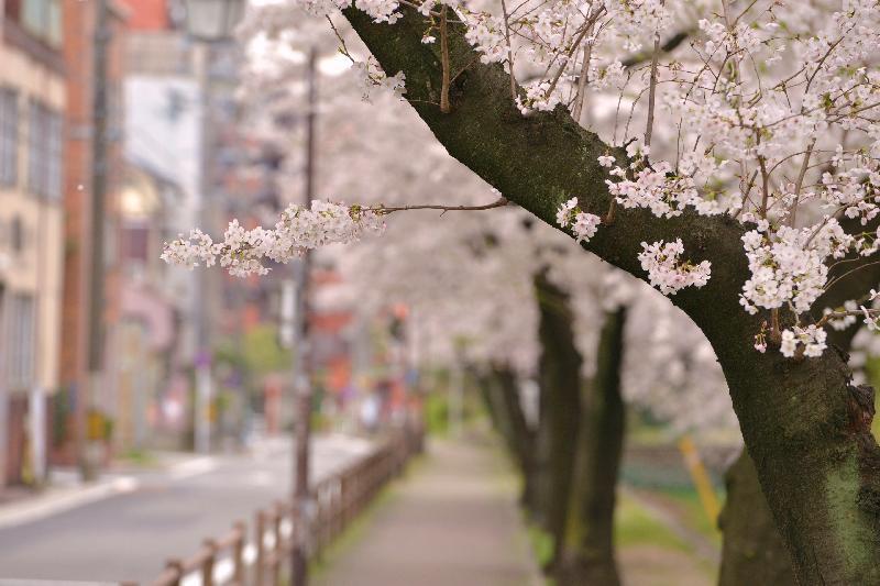 写真：断夫山古墳南側