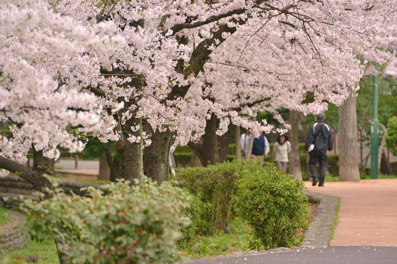 写真：神宮公園（断夫山古墳東側）