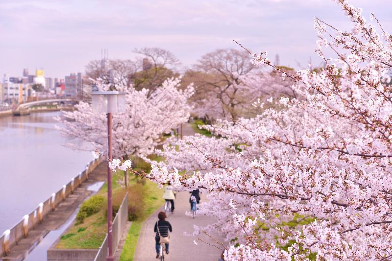写真：熱田記念橋から見た白鳥プロムナード（南）の眺め