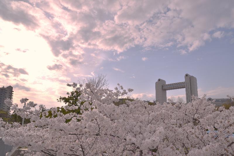 写真：夕日と桜と国際会議場