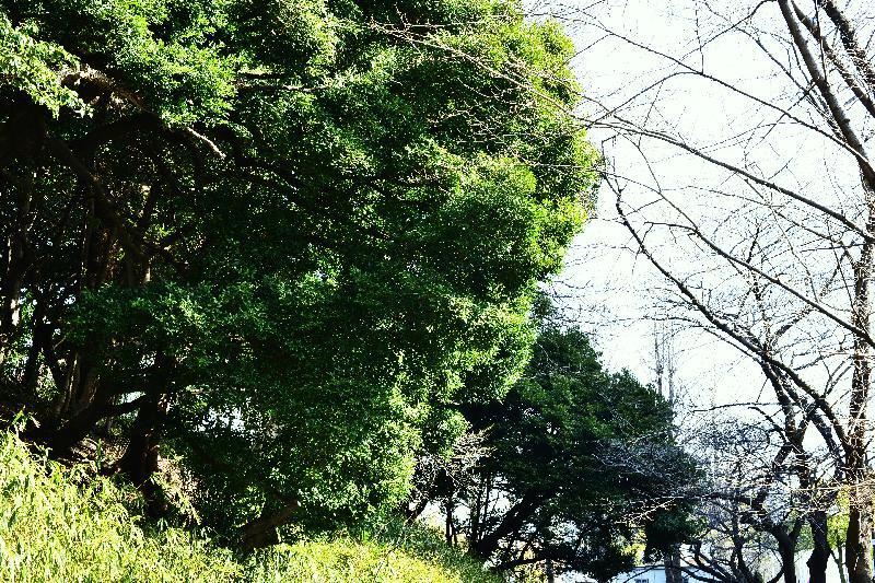 写真：断夫山古墳南路上