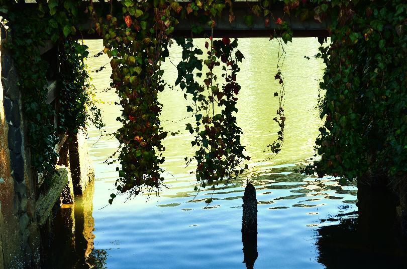 写真：堀川に垂れ下がる蔓