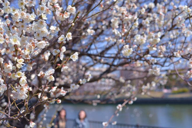 写真：堀川と白梅と散歩