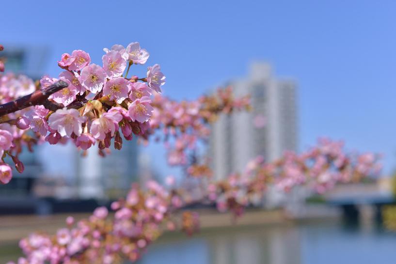 写真：大瀬子公園紅梅