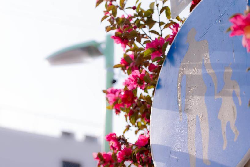 写真：標識と山茶花