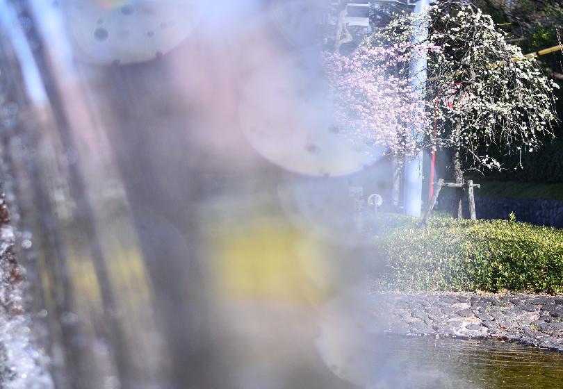 写真：滝から見た梅