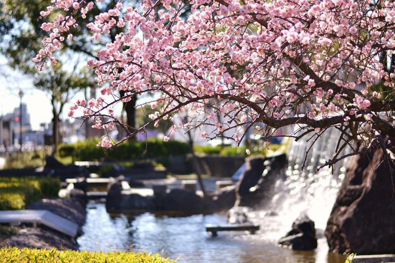 写真：熱田街園と梅