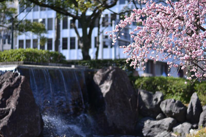 写真：日にてらさらた梅