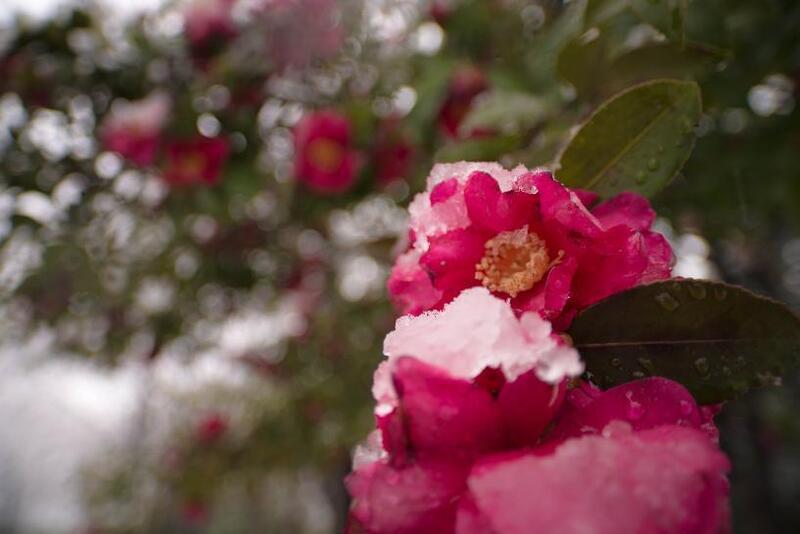 写真：雪化粧の山茶花