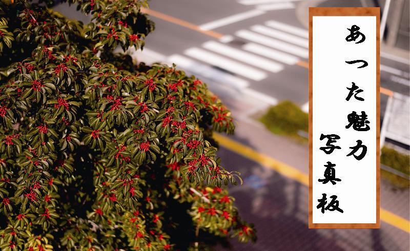 写真：クロガネモチ