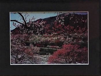 写真:写真中日賞