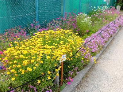 写真：花壇