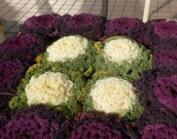 写真:区の花 ハボタン