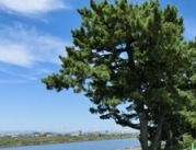 写真:区の木 クロマツ