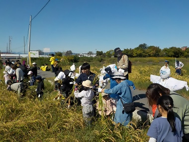 写真:稲刈りスタート