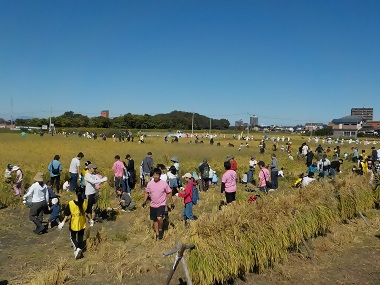 写真:稲刈りの様子