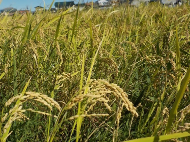 写真:稲の様子