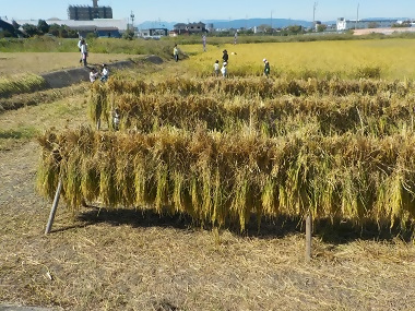 写真:稲ははざかけ