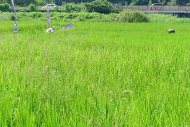 写真:草取りの様子