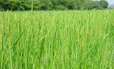 写真:稲穂のアップ