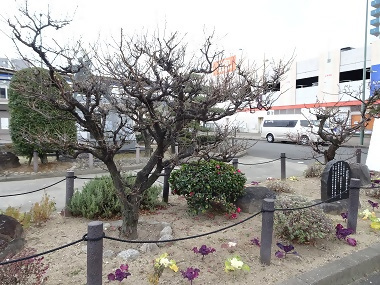 写真:駅前の梅の様子