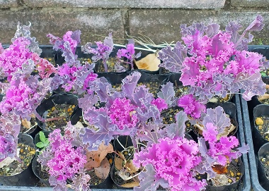 写真:きれいに色づいている中学校のハボタン