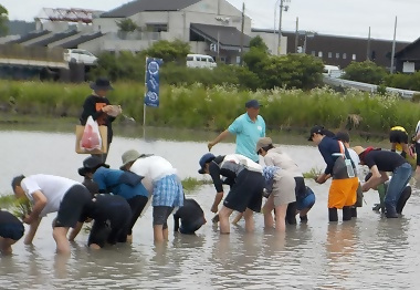 写真:田植え