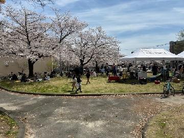 写真:露橋公園でのお花見