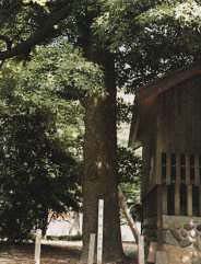 若宮八幡社のタブノキの写真