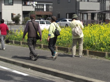 写真:菜の花満開の様子