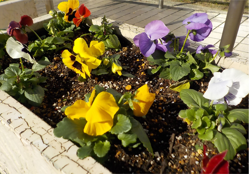 写真:玄関近くのパンジーです