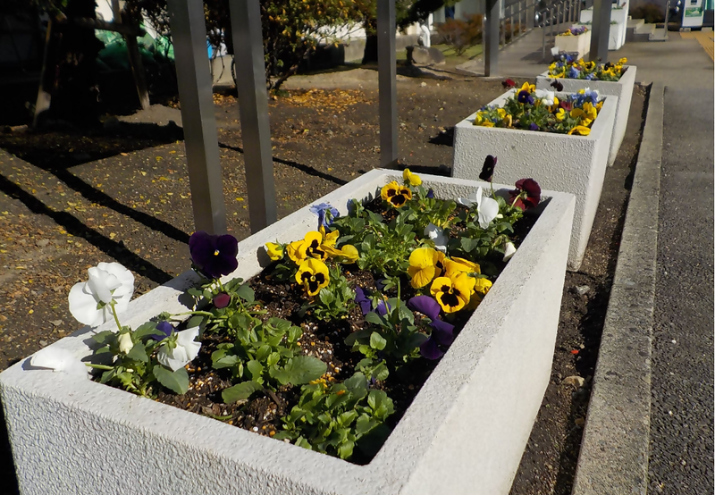 写真:色とりどりなパンジーです