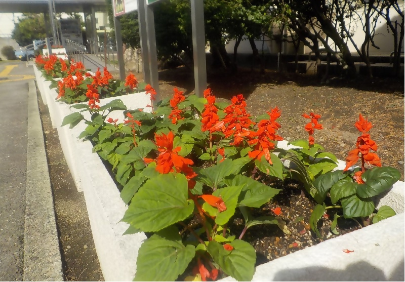 写真:真っ赤なサルビアです