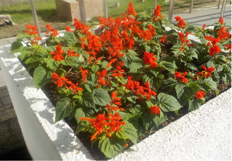 写真:玄関近くのサルビアです