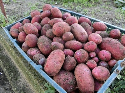 写真:ジャガイモ