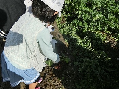 写真:ジャガイモ収穫の様子