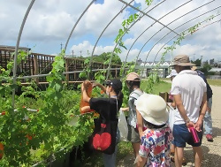 収穫体験の写真3