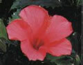 写真：区の花　ハイビスカス