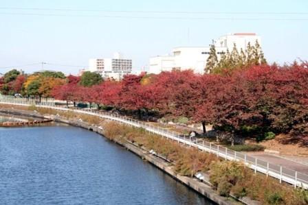 写真：荒子川公園の秋