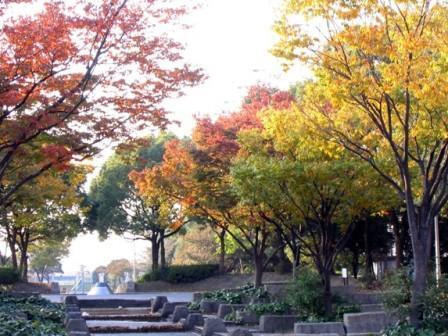 写真：港北公園の秋