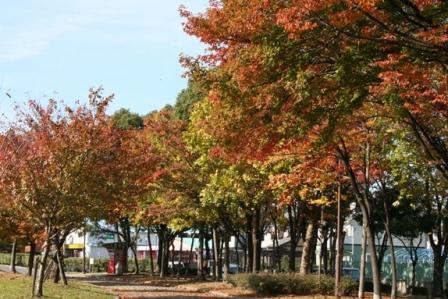 写真：土古公園の秋