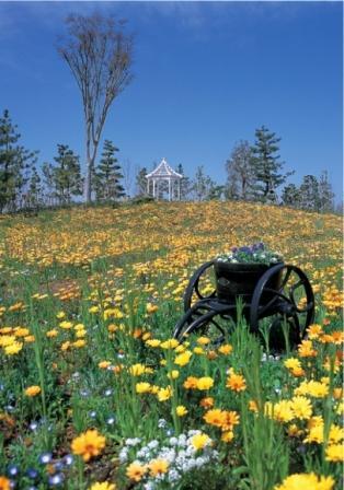 写真：名古屋港ワイルドフラワーガーデン　ブルーボネット