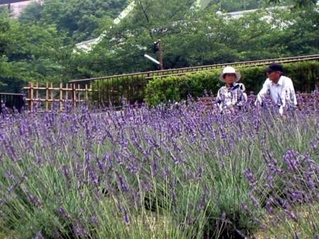 写真：荒子川公園のラベンダーフェア