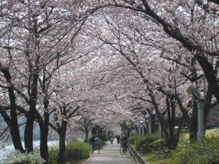 写真：荒子川公園の桜