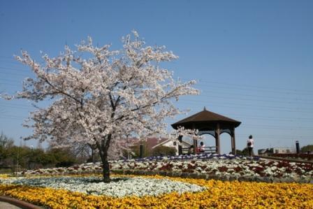写真：戸田川緑地の桜