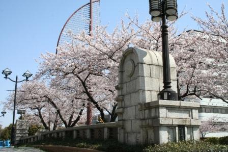 写真：港橋広場公園の桜