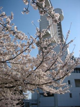 写真：名古屋港ガーデンふ頭の桜