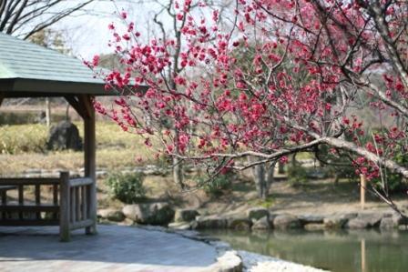 写真：荒子川公園の梅