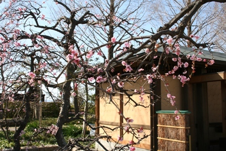写真：戸田川緑地の梅